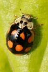 Adalia decempunctata