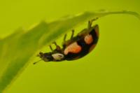 Adalia decempunctata