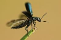 Dasytes caeruleus