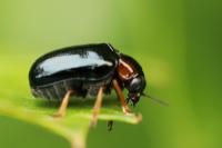Smaragdina aurita