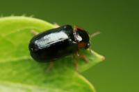 Smaragdina aurita