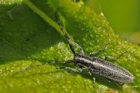 Agapanthia cardui
