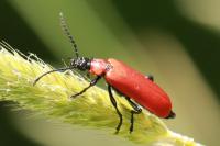 Pyrochroa coccinea