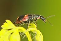 Anthocomus fasciatus
