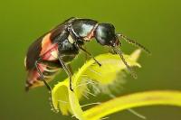 Anthocomus fasciatus