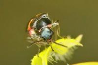 Anthocomus fasciatus