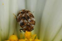 Anthrenus verbasci