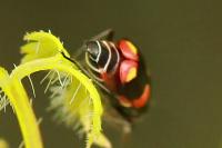 Anthocomus fasciatus