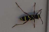 Clytus arietis