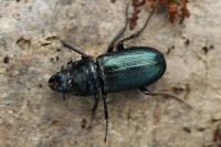 Platycerus caraboides