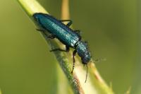 Psilothrix viridicoerulea