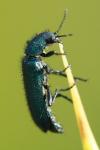 Psilothrix viridicoerulea