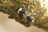 Clerus mutillarius