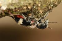 Clerus mutillarius