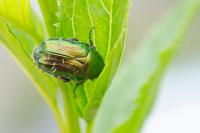 Cetonia aurata