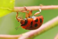 Gonioctena decemnotata