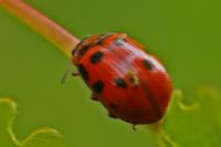 Gonioctena decemnotata