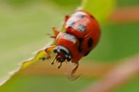 Gonioctena decemnotata