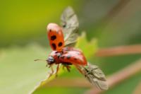 Gonioctena decemnotata