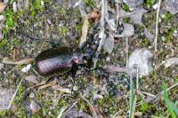 Calosoma inquisitor