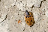 Dendroxena quadrimaculata