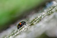 Scaphidium quadrimaculatum