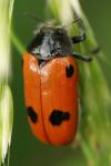 Clytra quadripunctata