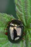 Chrysolina bankii