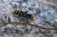Plagionotus arcuatus