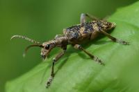 Rhagium sycophanta
