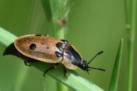 Dendroxena quadrimaculata