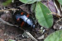 Hister quadrimaculatus