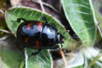 Hister quadrimaculatus