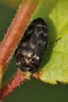 Trachys minutus