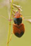 Diachromus germanus