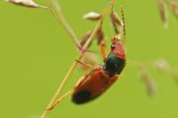 Diachromus germanus