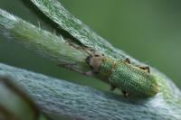 Pachyrhinus lethierryi