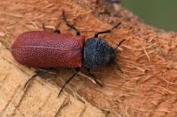 Bostrichus capucinus