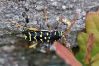 Plagionotus arcuatus