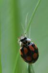 Adalia decempunctata