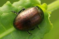 Chrysolina hyperici