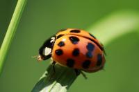 Harmonia axyridis