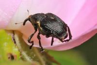 Mononychus punctumalbum