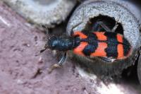 Trichodes alvearius