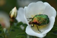 Cetonia aurata