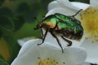 Cetonia aurata
