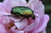 Cetonia aurata