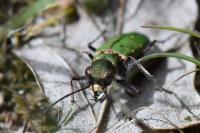 Cicindela campestris