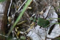 Cicindela campestris