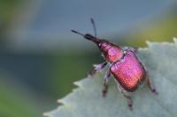 Rhynchites auratus